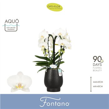 Orhideja Phalaenopsis wit Fontano Bellagio 4 spike in Abruzzo Black Aquo30 fl  stems plnt 2000 gram 50cm 12cm Q3289
