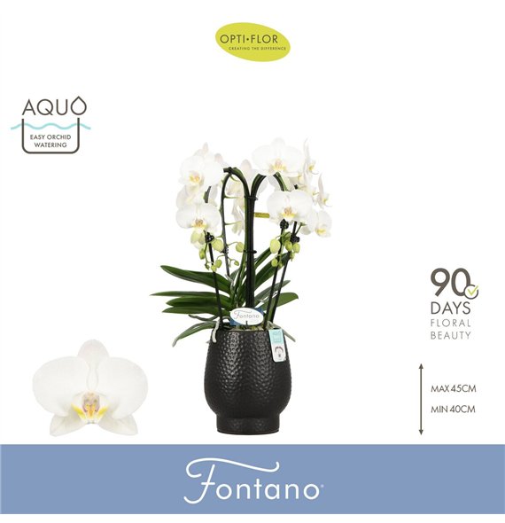 Orhideja Phalaenopsis wit Fontano Bellagio 4 spike in Abruzzo Black Aquo30 fl  stems plnt 2000 gram 50cm 12cm Q3289