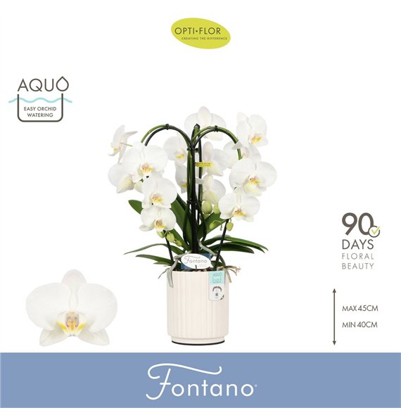 Orhideja Phalaenopsis anthura madrid Fontano Bellagio 3 spike in Molise White Aquobl  stems plnt 2000 gram 50cm 12cm Q3290