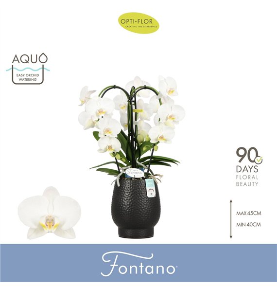 Orhideja Phalaenopsis anthura madrid Fontano Bellagio 3 spike in Abruzzo Black Aquobl  stems plnt 2000 gram 50cm 12cm Q3291