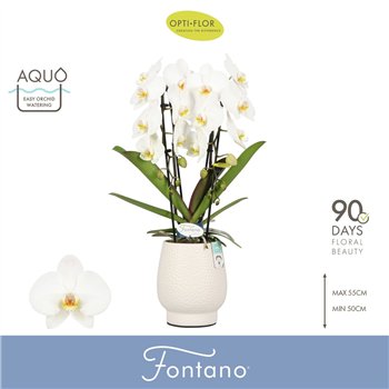 Orhideja Phalaenopsis wit Fontano Versailles 2 spike in Abruzzo White Aquo 15 fl  stems plnt 2000 gram 70cm 12cm Q3316