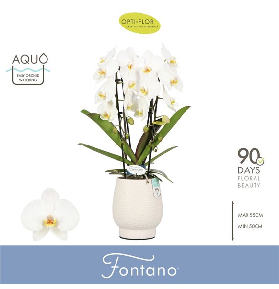 Orhideja Phalaenopsis wit Fontano Versailles 2 spike in Abruzzo White Aquo 15 fl  stems plnt 2000 gram 70cm 12cm Q3316