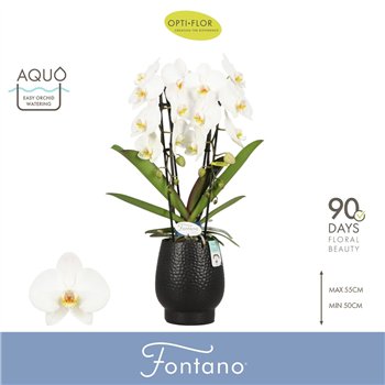 Orhideja Phalaenopsis wit Fontano Versailles 2 spike in Abruzzo Black Aquo 15 fl  stems plnt 2000 gram 70cm 12cm Q3317