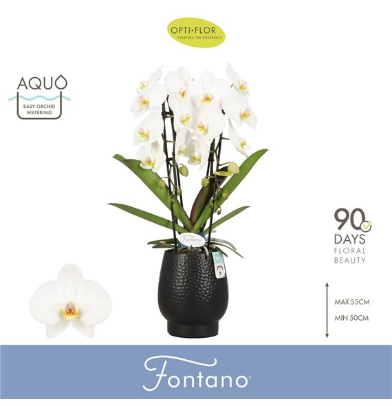 Orhideja Phalaenopsis wit Fontano Versailles 2 spike in Abruzzo Black Aquo 15 fl  stems plnt 2000 gram 70cm 12cm Q3317