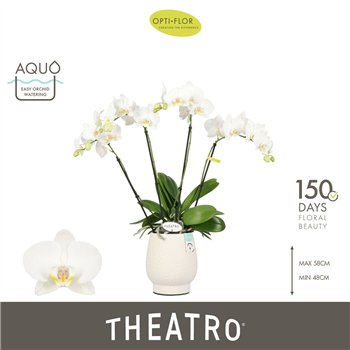 Orhideja Phalaenopsis wit Theatro Jazz 4 spike in Abruzzo White Aquo 21 fl  stems plnt 2000 gram 60cm 12cm Q3320