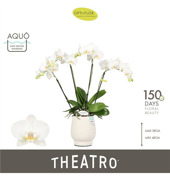 Orhideja Phalaenopsis wit Theatro Jazz 4 spike in Abruzzo White Aquo 21 fl  stems plnt 2000 gram 60cm 12cm Q3320