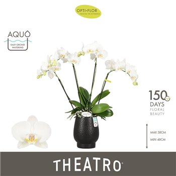 Orhideja Phalaenopsis wit Theatro Jazz 4 spike in Abruzzo Black Aquo 21 fl  stems plnt 2000 gram 60cm 12cm Q3322