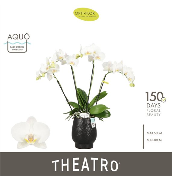 Orhideja Phalaenopsis wit Theatro Jazz 4 spike in Abruzzo Black Aquo 21 fl  stems plnt 2000 gram 60cm 12cm Q3322