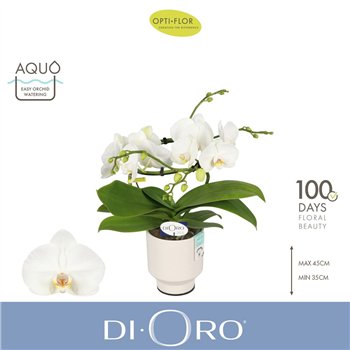 Orhideja Phalaenopsis wit Dioro Prestige 2 spike in Emilia White Aquo 16 fl  stems plnt 1000 gram 50cm 12cm Q3327