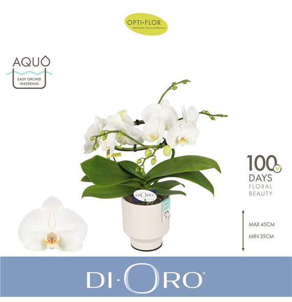 Orhideja Phalaenopsis wit Dioro Prestige 2 spike in Emilia White Aquo 16 fl  stems plnt 1000 gram 50cm 12cm Q3327