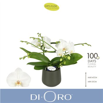 Orhideja Phalaenopsis wit Dioro Prestige 2 spike in Anja Dark Green 16 fl  stems plnt 1000 gram 50cm 12cm Q3328