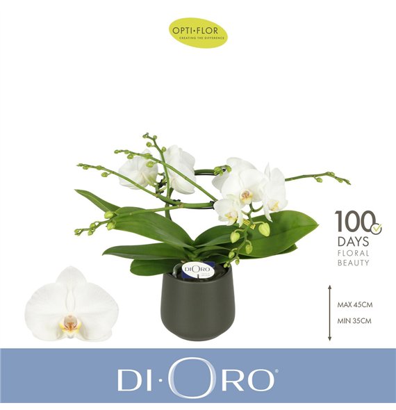 Orhideja Phalaenopsis wit Dioro Prestige 2 spike in Anja Dark Green 16 fl  stems plnt 1000 gram 50cm 12cm Q3328