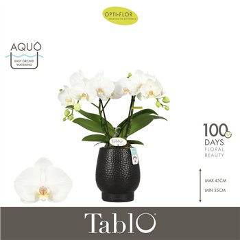 Orhideja Phalaenopsis wit Tablo Champagne 2 spike in Abruzzo Black Aquo25 fl  stems plnt 2000 gram 40cm 12cm Q3335