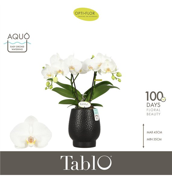 Orhideja Phalaenopsis wit Tablo Champagne 2 spike in Abruzzo Black Aquo25 fl  stems plnt 2000 gram 40cm 12cm Q3335