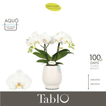Orhideja Phalaenopsis wit Tablo Champagne 2 spike in Abruzzo White Aquo25 fl  stems plnt 2000 gram 40cm 12cm Q3338