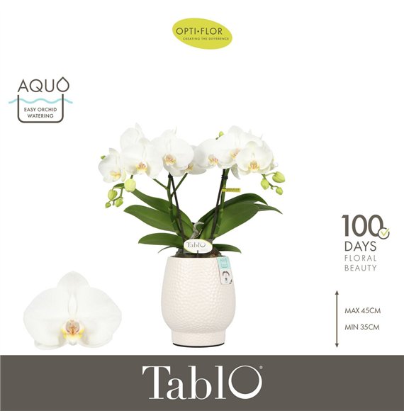 Orhideja Phalaenopsis wit Tablo Champagne 2 spike in Abruzzo White Aquo25 fl  stems plnt 2000 gram 40cm 12cm Q3338