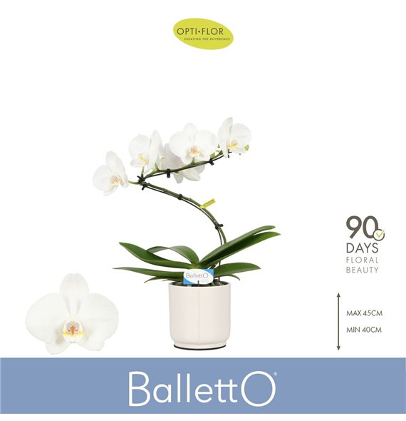 Orhideja Phalaenopsis wit Balletto Wing 1 spike in Lazio White 9 fl  stems plnt 1000 gram 45cm 12cm Q3341