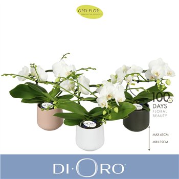 Orhideja Phalaenopsis wit Dioro Prestige 2 spike in Anja Mix 16 fl  stems plnt 1000 gram 50cm 12cm Q3343
