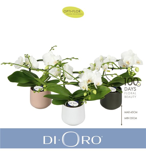 Orhideja Phalaenopsis wit Dioro Prestige 2 spike in Anja Mix 16 fl  stems plnt 1000 gram 50cm 12cm Q3343