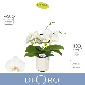 Orhideja Phalaenopsis wit Dioro Prestige 2 spike in Molise White Aquo16 fl  stems plnt 1000 gram 50cm 12cm Q3345