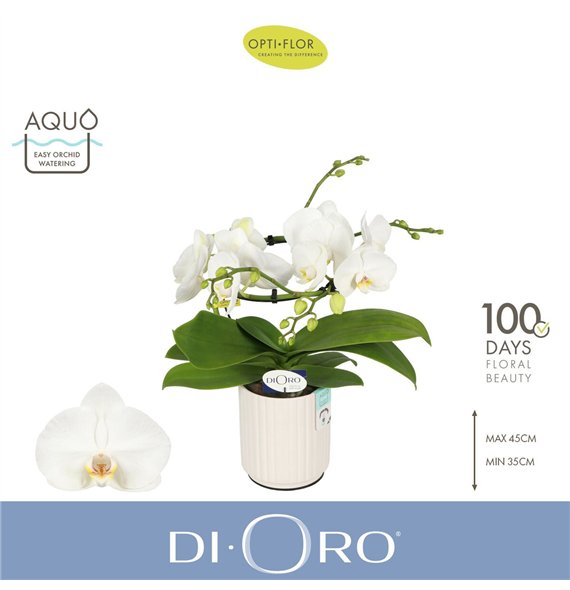 Orhideja Phalaenopsis wit Dioro Prestige 2 spike in Molise White Aquo16 fl  stems plnt 1000 gram 50cm 12cm Q3345