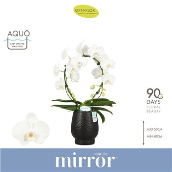 Orhideja Phalaenopsis anthura madrid Mirror Miracle Aurora 2 spike in Abruzzo Black Aquobl  stems plnt 1000 gram 60cm 12cm Q3348