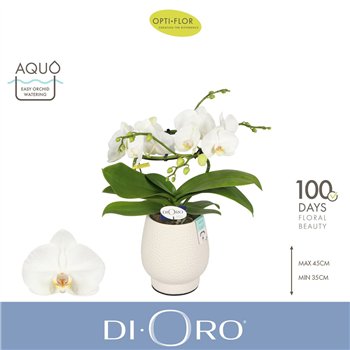 Orhideja Phalaenopsis wit Dioro Prestige 2 spike in Abruzzo White Aquo 16 fl  stems plnt 1000 gram 50cm 12cm Q3350