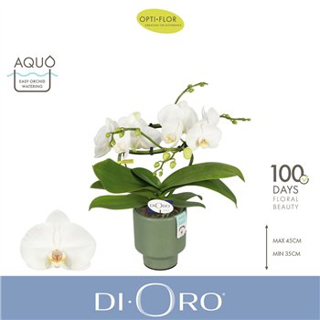 Orhideja Phalaenopsis wit Dioro Prestige 2 spike in Emilia Green Aquo 16 fl  stems plnt 1000 gram 50cm 12cm Q3352