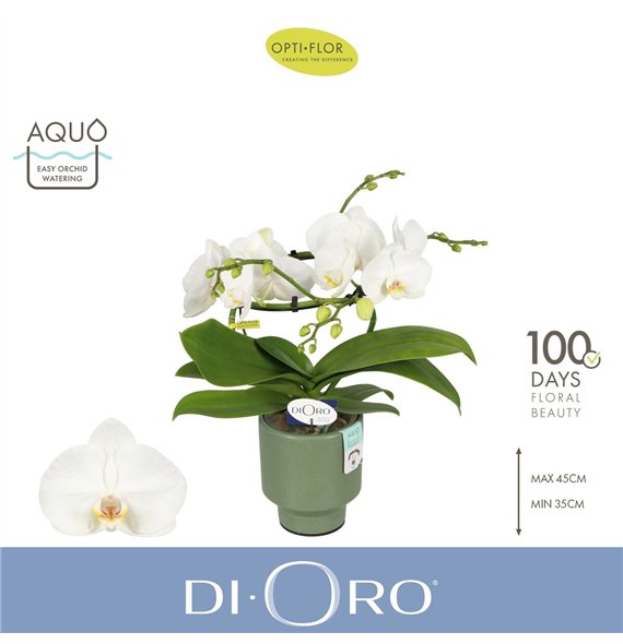 Orhideja Phalaenopsis wit Dioro Prestige 2 spike in Emilia Green Aquo 16 fl  stems plnt 1000 gram 50cm 12cm Q3352