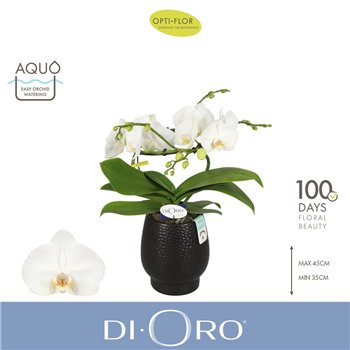Orhideja Phalaenopsis wit Dioro Prestige 2 spike in Abruzzo Black Aquo 16 fl  stems plnt 1000 gram 50cm 12cm Q3353