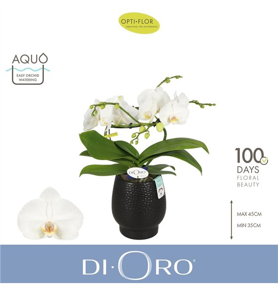 Orhideja Phalaenopsis wit Dioro Prestige 2 spike in Abruzzo Black Aquo 16 fl  stems plnt 1000 gram 50cm 12cm Q3353