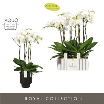 Orhideja Phalaenopsis wit Fortuno Largo 5 spike in Emilia Dark Brown Aquo 30 fl  stems plnt 3000 gram 75cm 17cm Q3355