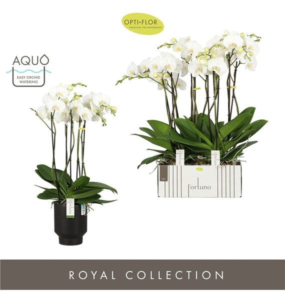 Orhideja Phalaenopsis wit Fortuno Largo 5 spike in Emilia Dark Brown Aquo 30 fl  stems plnt 3000 gram 75cm 17cm Q3355