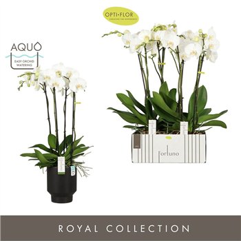 Orhideja Phalaenopsis wit Fortuno Largo 4 spike in Emilia Dark Brown Aquo 24 fl  stems plnt 3000 gram 75cm 17cm Q3356