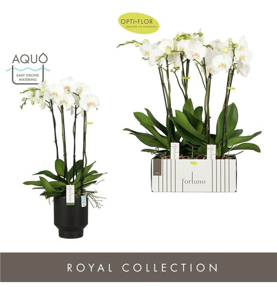 Orhideja Phalaenopsis wit Fortuno Largo 4 spike in Emilia Dark Brown Aquo 24 fl  stems plnt 3000 gram 75cm 17cm Q3356