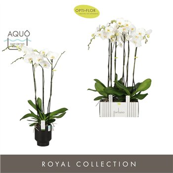 Orhideja Phalaenopsis wit Fortuno Alto 3 spike in Emilia Dark Brown Aquo 18 fl  stems plnt 3000 gram 110cm 17cm Q3366