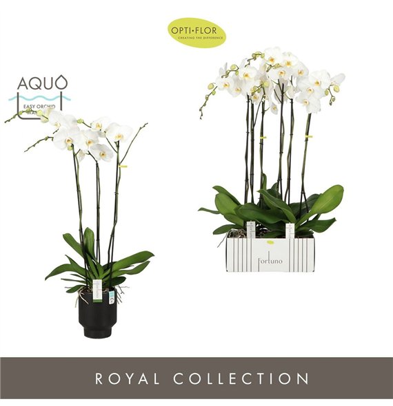Orhideja Phalaenopsis wit Fortuno Alto 3 spike in Emilia Dark Brown Aquo 18 fl  stems plnt 3000 gram 110cm 17cm Q3366