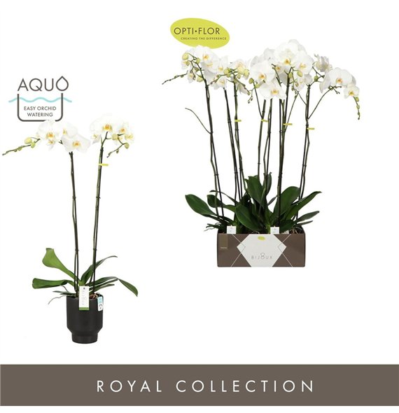 Orhideja Phalaenopsis wit Bijoux Diamond 2 spike in Emilia Dark Brown Aquo 14 fl  stems plnt 3000 gram 90cm 15cm Q3367