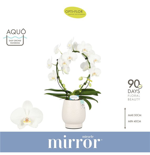 Orhideja Phalaenopsis wit Mirror Miracle Aurora 2 spike in Abruzzo White Aquo 15 fl  stems plnt 1000 gram 60cm 12cm Q3393