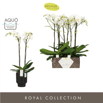 Orhideja Phalaenopsis wit Bijoux Crystal 2 spike in Emilia Dark Brown Aquo 14 fl  stems plnt 3000 gram 70cm 15cm Q3410