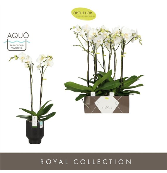 Orhideja Phalaenopsis wit Bijoux Crystal 2 spike in Emilia Dark Brown Aquo 14 fl  stems plnt 3000 gram 70cm 15cm Q3410