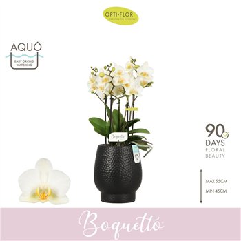 Orhideja Phalaenopsis multiflora wit Boquetto Beauty 3-5 spike in Abruzzo Black Aquo30 fl  3 stems plnt 2000 gram 45cm 12cm Q345