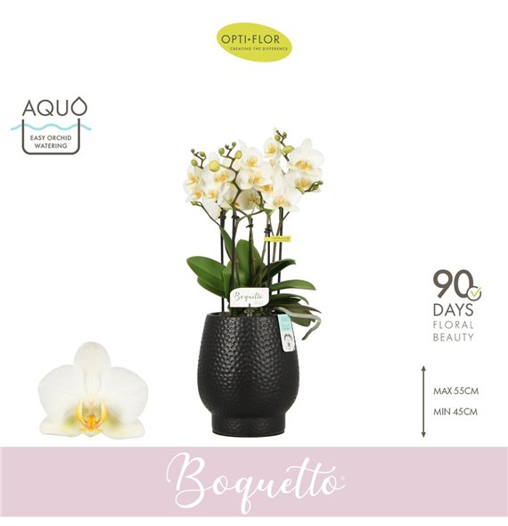 Orhideja Phalaenopsis multiflora wit Boquetto Beauty 3-5 spike in Abruzzo Black Aquo30 fl  3 stems plnt 2000 gram 45cm 12cm Q345