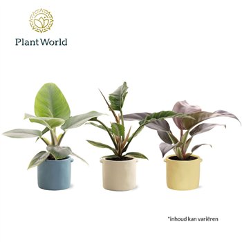 Philodendron mix 14 cm in pot Charlotte 1 pp 45cm 14cm Q3532