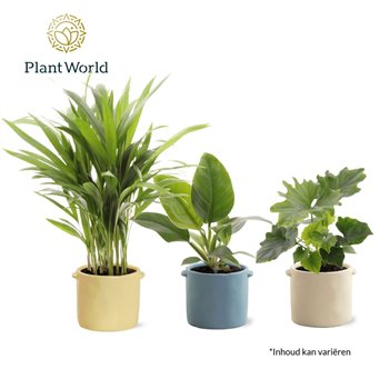 Miks lončnic Groenmix Corfu 14 cm in pot Charlotte 1 pp 35cm 14cm Q3655