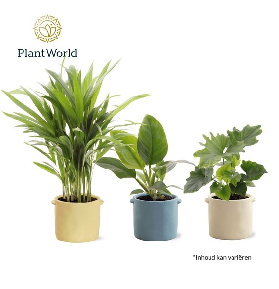 Miks lončnic Groenmix Corfu 14 cm in pot Charlotte 1 pp 35cm 14cm Q3655