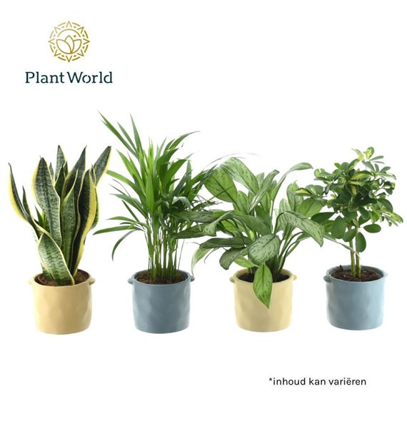 Miks lončnic Groenmix Jamaica 14 cm in pot Charlotte 1 pp 45cm 14cm Q3675