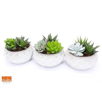 Sukulente mix Succulent bowl in Marrakesh 18 3 pp 24cm 18cm Q3773