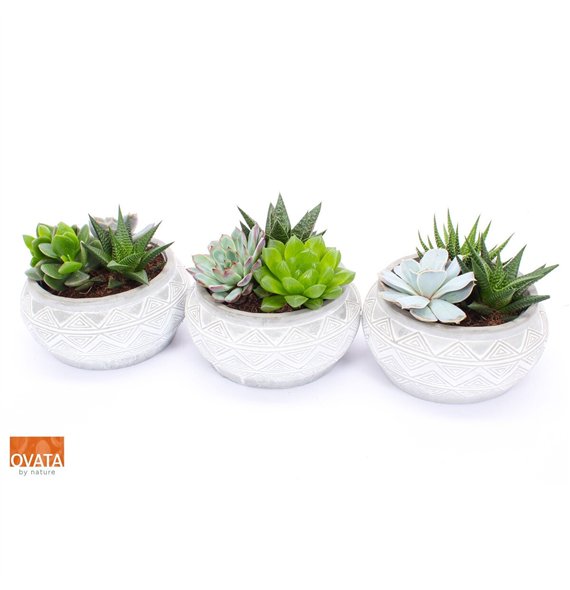 Sukulente mix Succulent bowl in Marrakesh 18 3 pp 24cm 18cm Q3773