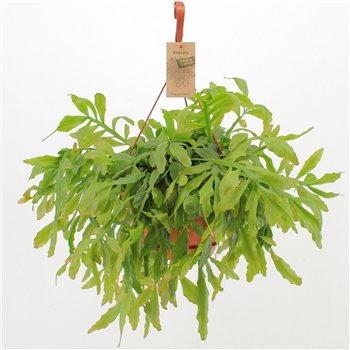Rhipsalis Crispata ‘Cristel’ 50cm 21cm Q3879